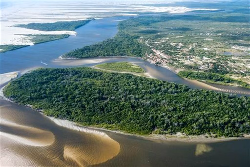 La doc sa mac co cay xanh, ho nuoc khap noi-Hinh-2