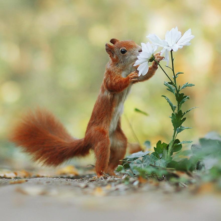 Sóc đỏ tạo dáng bên hoa cúc trắng đẹp không kém gì người mẫu chuyên nghiệp.