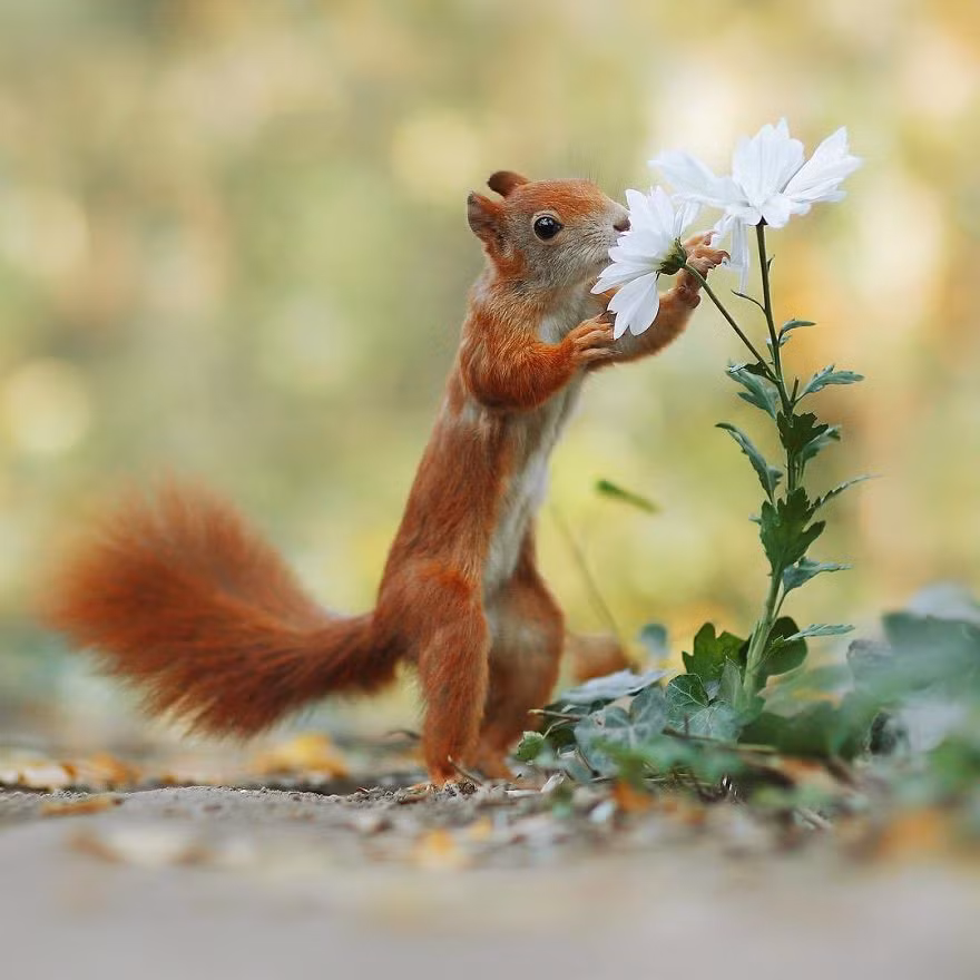 Sóc đỏ tạo dáng bên hoa cúc trắng đẹp không kém gì người mẫu chuyên nghiệp.