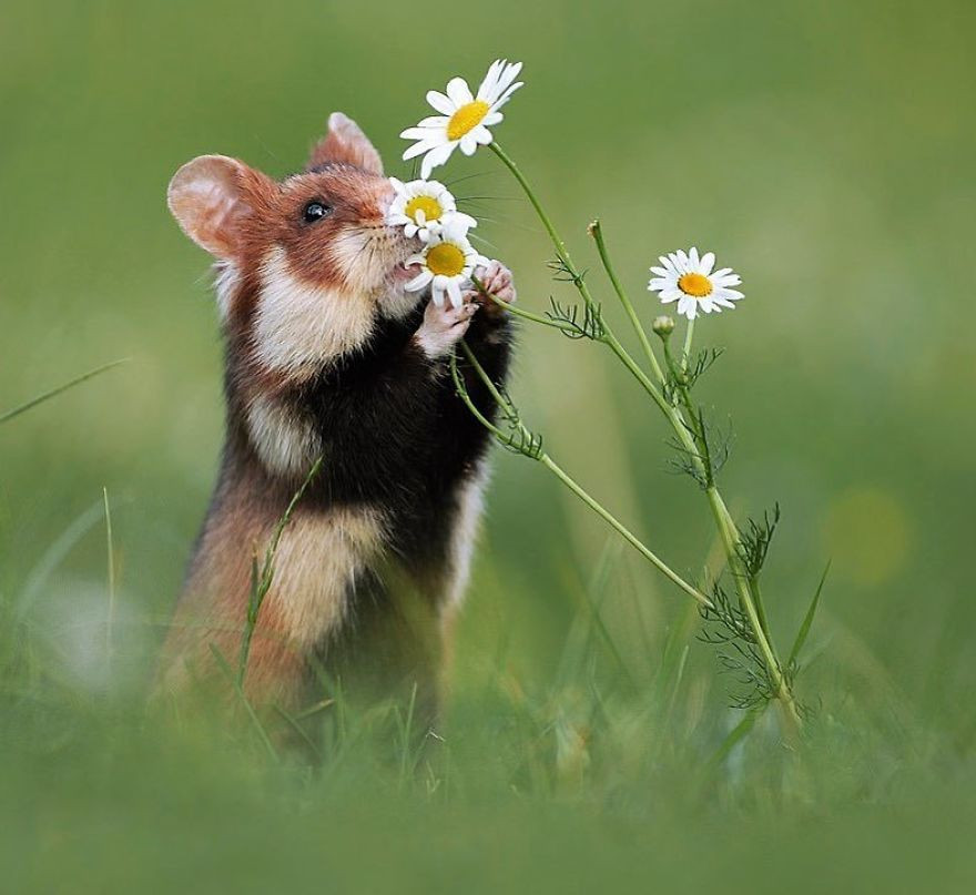Khi tiết trời sang xuân, không khí ấm áp, trong lành, muôn hoa đua nở, khoe sắc, những loài động vật nhỏ này cũng rất biết cách thưởng hoa.