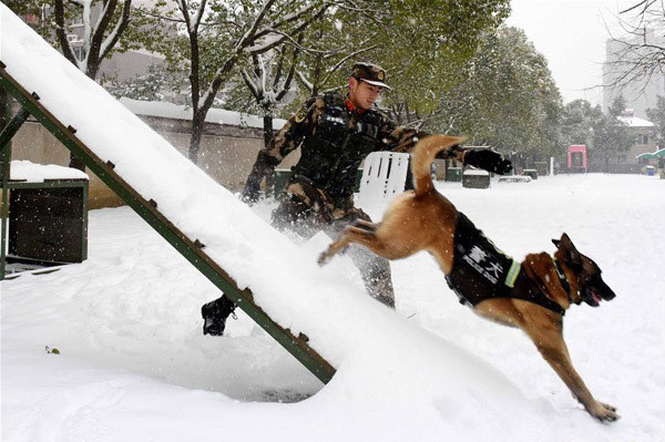 Nhận được lệnh, những con chó nghiệp vụ sẽ sẵn sàng thực thi nhiệm vụ.