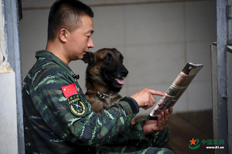 Ngoài ra cũng có những giống chó bản địa như chó gốc sói Côn Minh, cùng nguồn gốc với chó Shepherd của Đức.