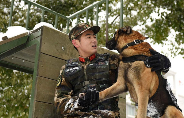 Những con chó cũng được huấn luyện tính kỷ luật, biết phục kích, xác định nguồn hơi, cắn bắt đối tượng.