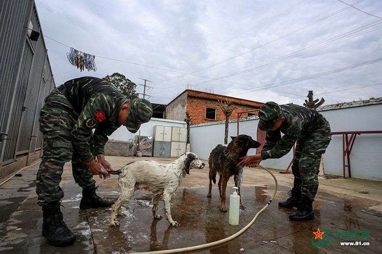 Sau đó dựa trên tình trạng sức khỏe, tính nhanh nhạy, óc phán đoán, thần kinh ổn định của chúng để lựa chọn những con chó có đủ khả năng chịu được những đợt huấn luyện khắc nghiệt.