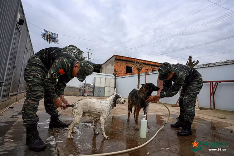 Sau đó dựa trên tình trạng sức khỏe, tính nhanh nhạy, óc phán đoán, thần kinh ổn định của chúng để lựa chọn những con chó có đủ khả năng chịu được những đợt huấn luyện khắc nghiệt.