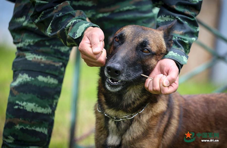 Để huấn luyện được một con chó nghiệp vụ, thường những người huấn luyện phải nuôi chúng từ khi những con chó được khoảng vài tháng tuổi.