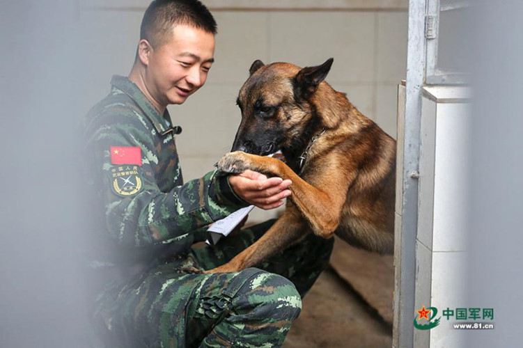 Bên cạnh đó, chó nghiệp vụ còn được đào tạo để cứu trợ thảm họa, như tìm người còn sống sót, tìm nạn nhân trong đống đổ nát. Chúng cũng được tham gia diễu binh như một lực lượng đặc biệt.