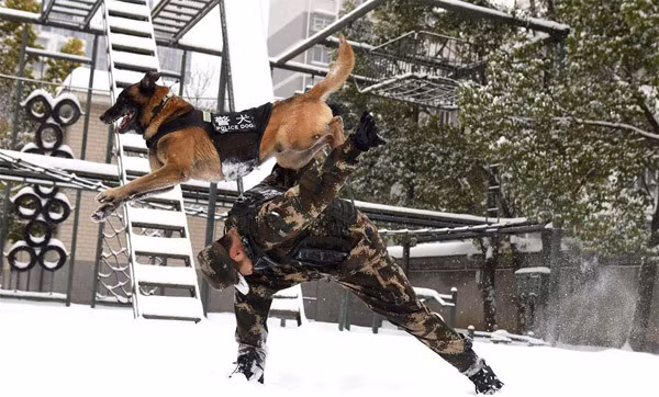 Tại Trung Quốc, chó nghiệp vụ cũng được trang bị những thiết bị đặc biệt như kính mắt phù hợp với cấu trúc xương, áo giáp giúp chống tổn thương từ mạnh đạn văng, vỏ đạn pháp hay thậm chí cả các cú đâm.