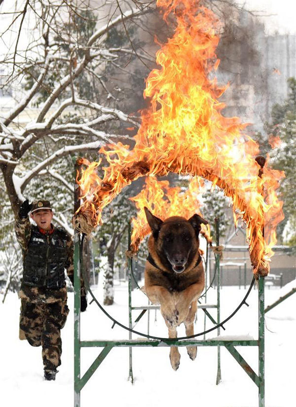 Chúng cũng phải chịu đựng được mọi loại thời tiết, kích thích bên ngoài. Đặc biệt không được phát ra tiếng kêu trong nhiều giờ đồng hồ.