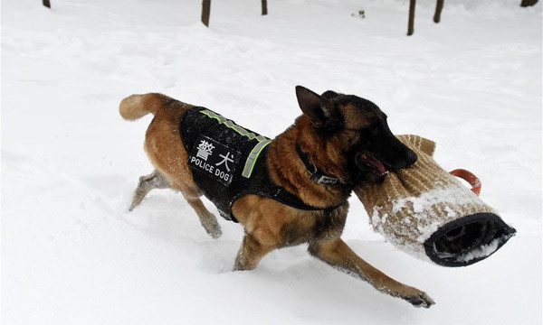 Sau khi trải qua các đợt huấn luyện khắc nghiệt, những con chó nghiệp vụ sẽ phải trải qua một kỳ thi sát hạch. Chỉ khi vượt qua được kỳ sát hạch này, chúng mới được đưa đi làm nhiệm vụ.