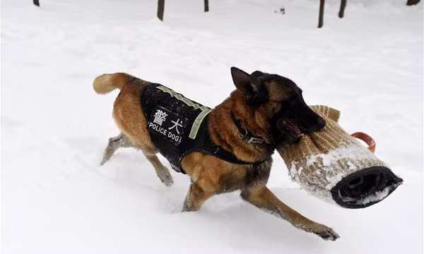 Sau khi trải qua các đợt huấn luyện khắc nghiệt, những con chó nghiệp vụ sẽ phải trải qua một kỳ thi sát hạch. Chỉ khi vượt qua được kỳ sát hạch này, chúng mới được đưa đi làm nhiệm vụ.