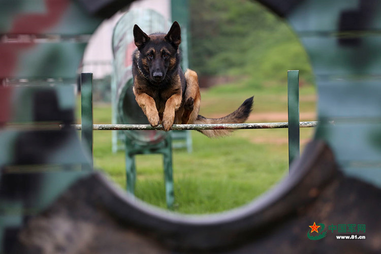 Bởi huấn luyện chó nghiệp vụ là một công việc hết sức phức tạp và đòi hỏi quá trình lâu dài, phải đi từ dễ đến khó, từ đơn giản đến phức tạp và phải có tình yêu thực sự đối với động vật vì chó không có tư duy như người.