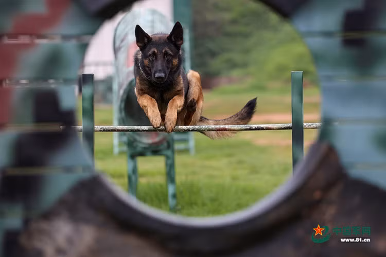 Bởi huấn luyện chó nghiệp vụ là một công việc hết sức phức tạp và đòi hỏi quá trình lâu dài, phải đi từ dễ đến khó, từ đơn giản đến phức tạp và phải có tình yêu thực sự đối với động vật vì chó không có tư duy như người.