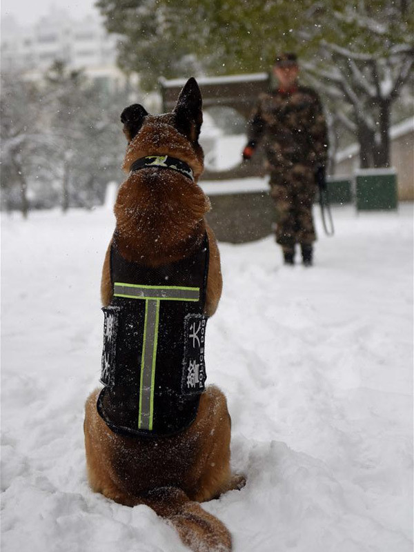 Được biết, những con chó nghiệp vụ có tính kỷ luật rất cao, gần như tuyệt đối, nhất cử nhất động của chúng đều tuân thủ theo lệnh, khi chưa có lệnh, chó nghiệp vụ không bao giờ ra đòn.