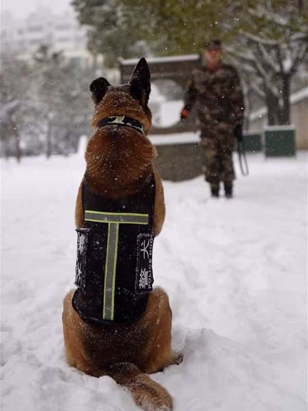 Được biết, những con chó nghiệp vụ có tính kỷ luật rất cao, gần như tuyệt đối, nhất cử nhất động của chúng đều tuân thủ theo lệnh, khi chưa có lệnh, chó nghiệp vụ không bao giờ ra đòn.