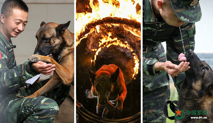 Trong khoảng 10 năm trở lại đây, Trung Quốc đã tập trung huấn luyện rất nhiều chó nghiệp vụ. Dầu hết các giống chó nghiệp vụ Trung Quốc đều được nuôi dưỡng và đào tạo trong nước, nhằm thực hiện các nhiệm vụ an ninh, quốc phòng.