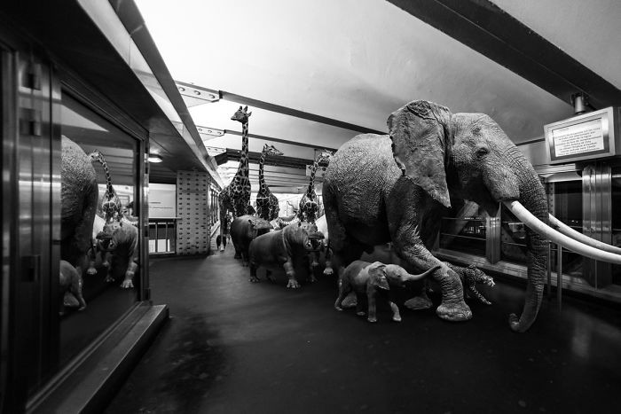 Anh tưởng tượng ra cảnh những động vật này hoạt động khi không bị con người quan sát, theo dõi và sử dục các thao tác kỹ thuật số để tạo ra cuộc sống tưởng tượng ở vùng đất siêu thực.