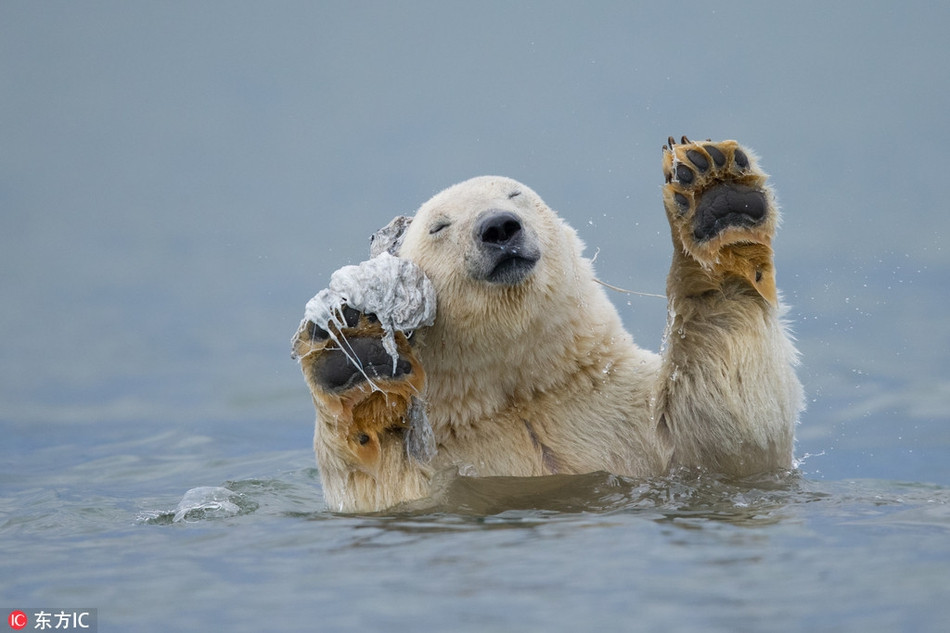  Gấu trắng Bắc cực dường như đang vô cùng tận hưởng khoảnh khắc được tắm rửa, tẩy sạch bộ lông trắng bông xù của mình.
