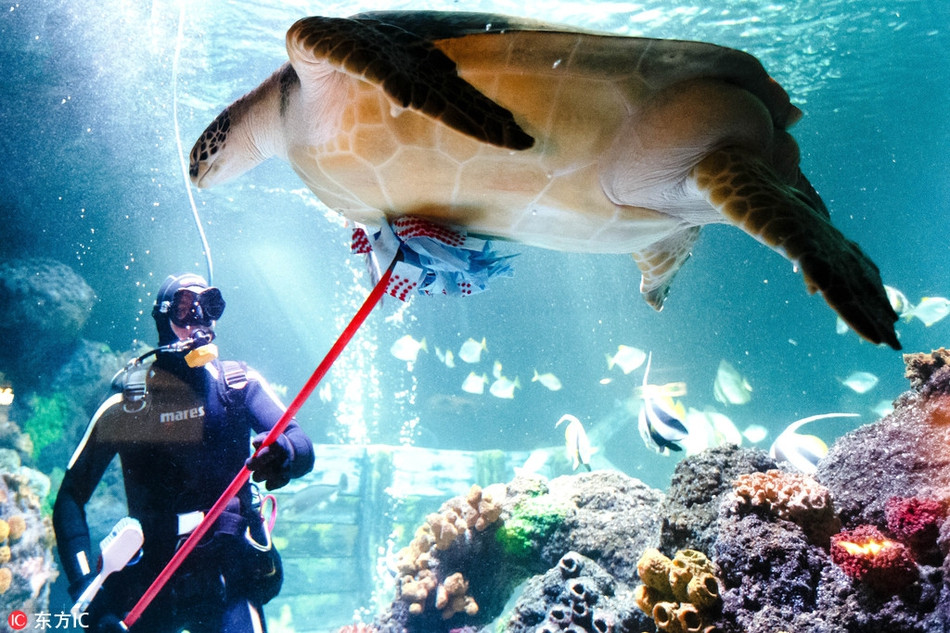 Được nhân viên thủy cung tắm rửa, kỳ cọ từng chút một, con rùa khổng lồ hài lòng, đứng im tại một chỗ chờ con người phục vụ.