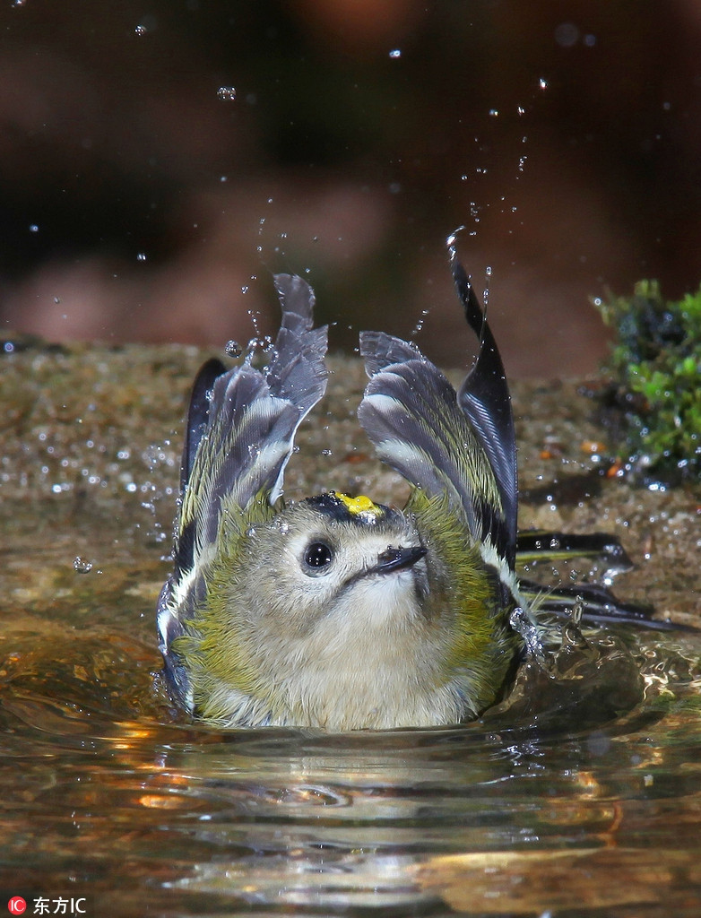 Tìm được một vùng nước trong vắt, mát lạnh, chú chim nhỏ này lập tức sà xuống và tắm táp sạch sẽ.