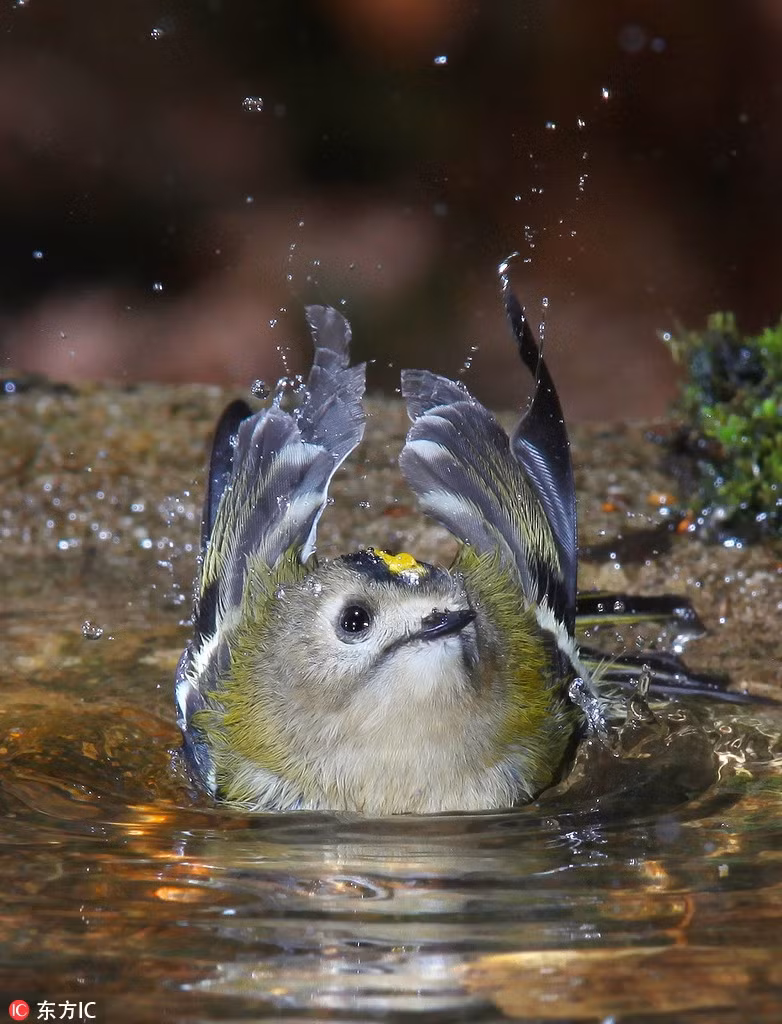 Tìm được một vùng nước trong vắt, mát lạnh, chú chim nhỏ này lập tức sà xuống và tắm táp sạch sẽ.
