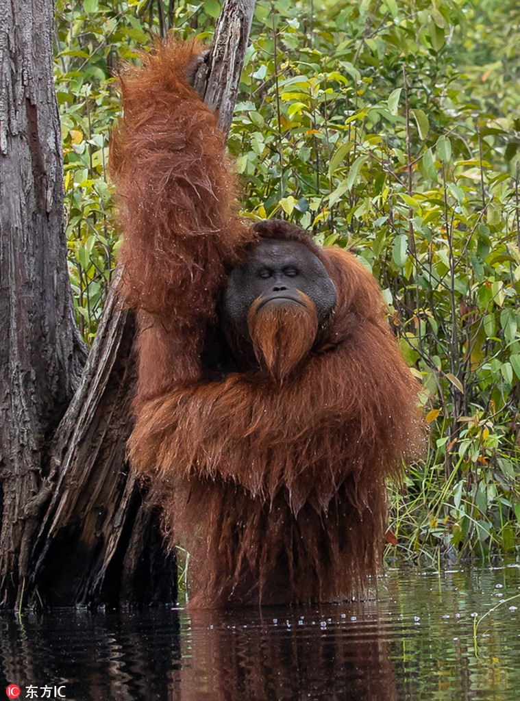 Đười ươi nhân dịp trời nắng ấm, vội vàng lội xuống con kênh trong xanh để tắm gội, giữ cơ thể sạch sẽ.
