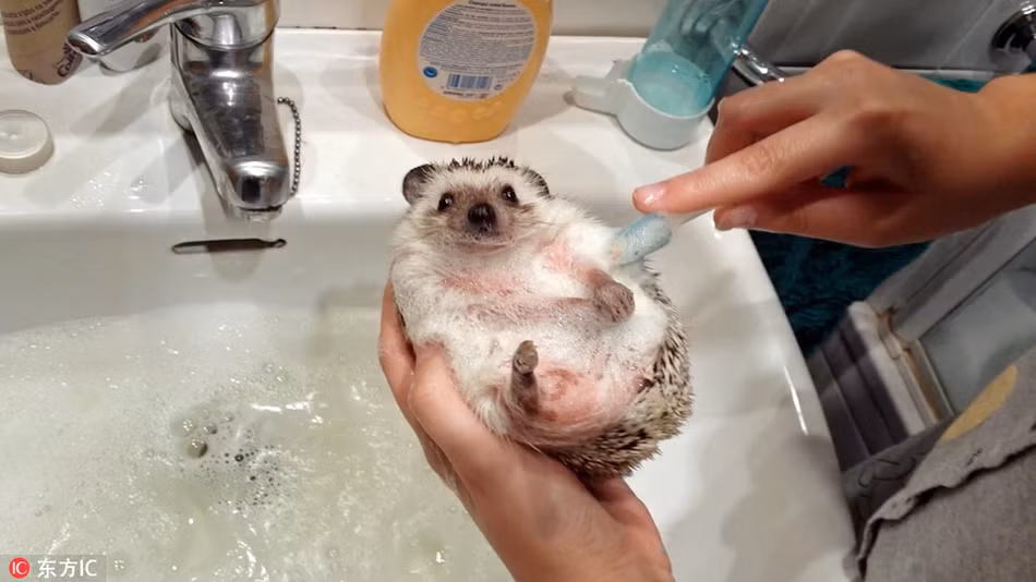 Mặc dù mang trên mình một thân gai góc thế nhưng chú nhím này vẫn cực thích tắm rửa sạch sẽ và thơm tho.