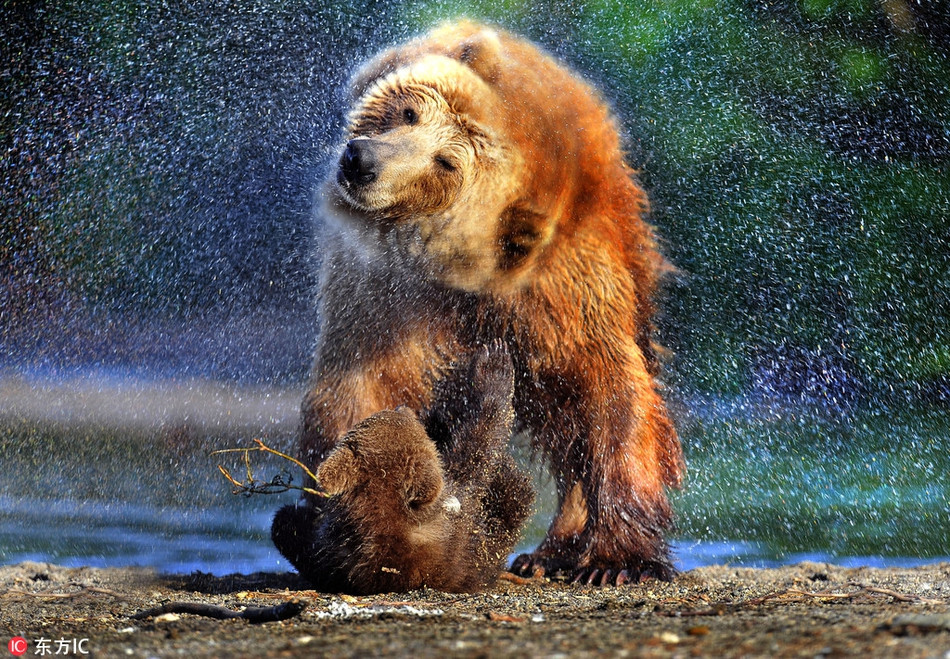 Không chỉ muốn bản thân sạch sẽ, gấu nâu khổng lồ còn muốn con mình cũng phải rèn luyện được thói quen này.