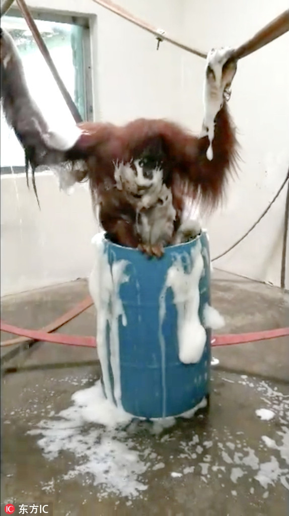 Ở một môi trường khác, con đười ươi này còn học tập con người, tắm có xà bông, khiến cơ thể thơm tho hơn.