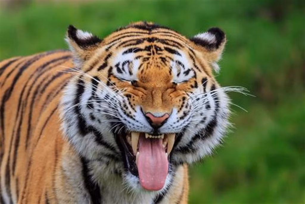 Dieu kho tin ve luoi meo khien nhieu nguoi khiep dam-Hinh-2