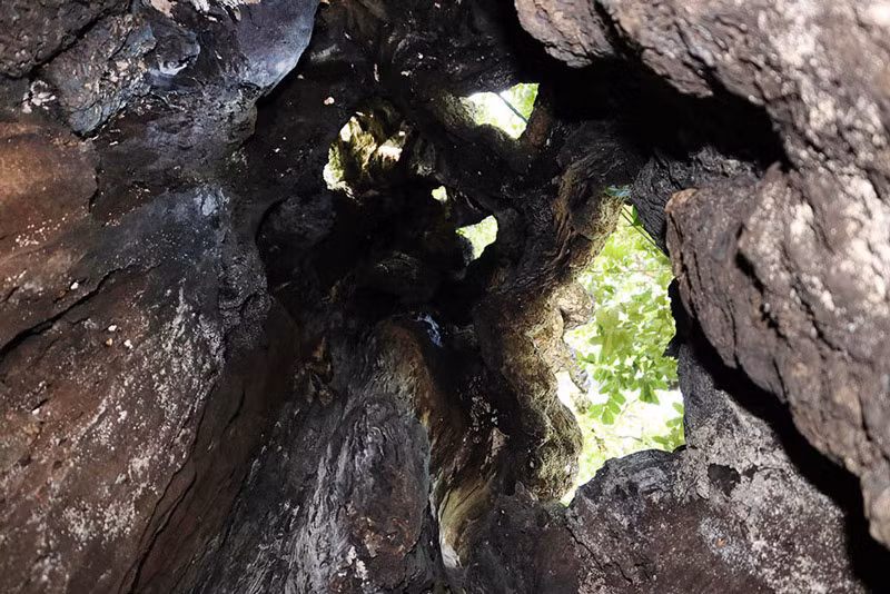 5 cay thi gan 700 tuoi linh thieng tra chuc ty khong ai ban-Hinh-6