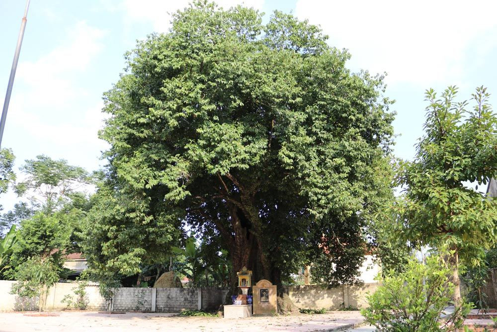 5 cay thi gan 700 tuoi linh thieng tra chuc ty khong ai ban