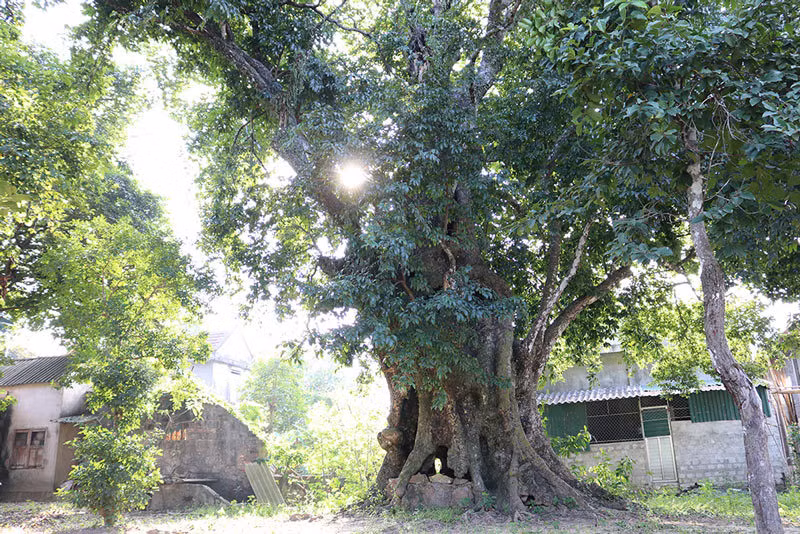 5 cay thi gan 700 tuoi linh thieng tra chuc ty khong ai ban-Hinh-3