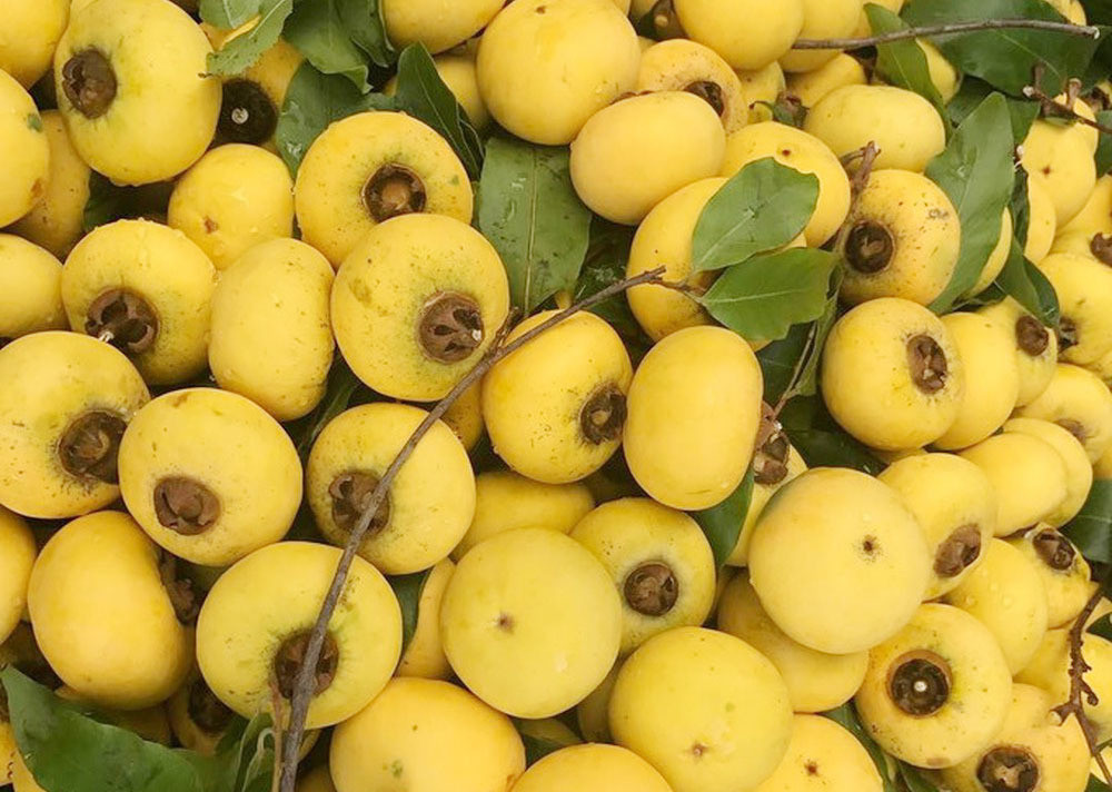 5 cay thi gan 700 tuoi linh thieng tra chuc ty khong ai ban-Hinh-7