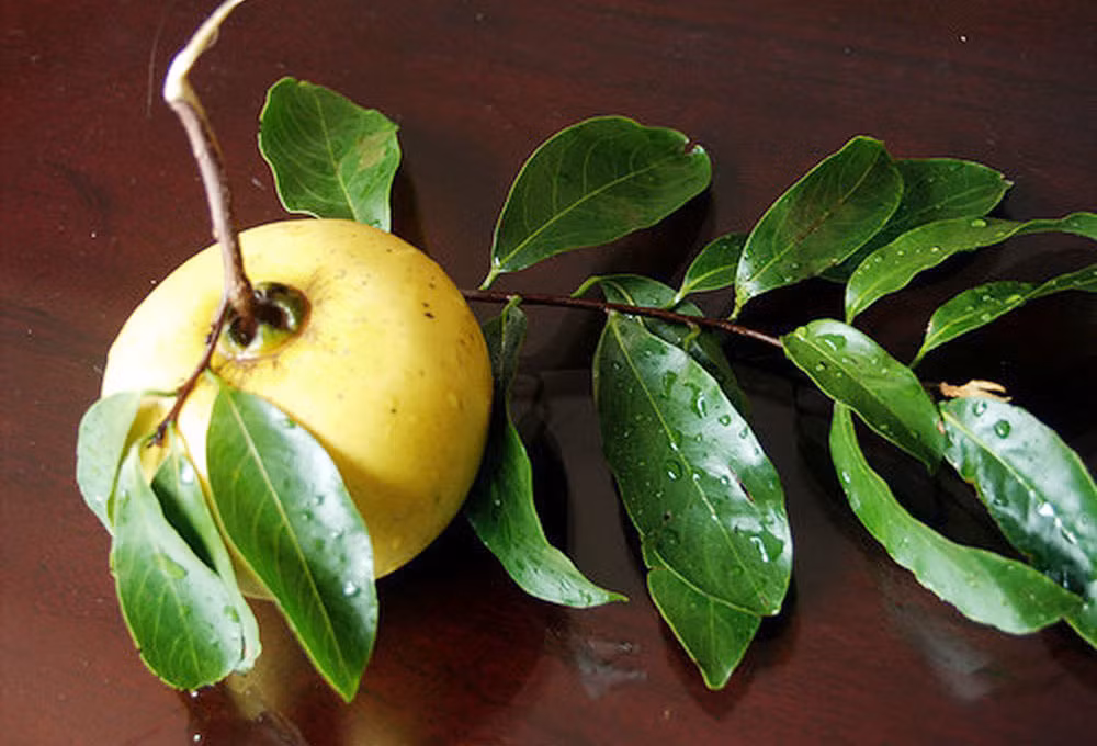 5 cay thi gan 700 tuoi linh thieng tra chuc ty khong ai ban-Hinh-4