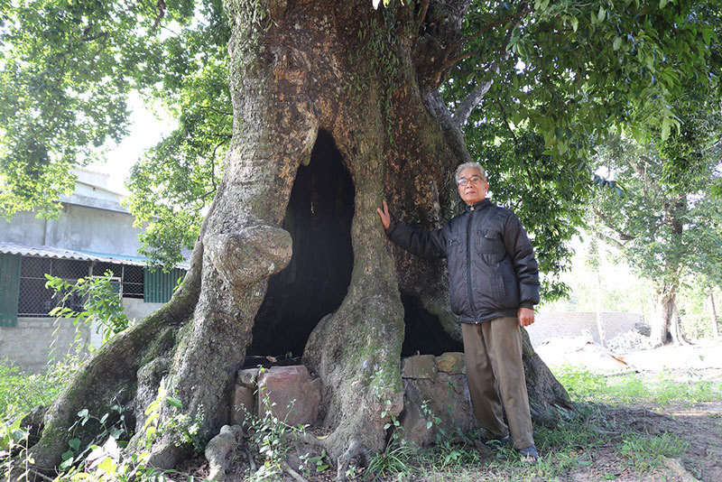 5 cay thi gan 700 tuoi linh thieng tra chuc ty khong ai ban-Hinh-2