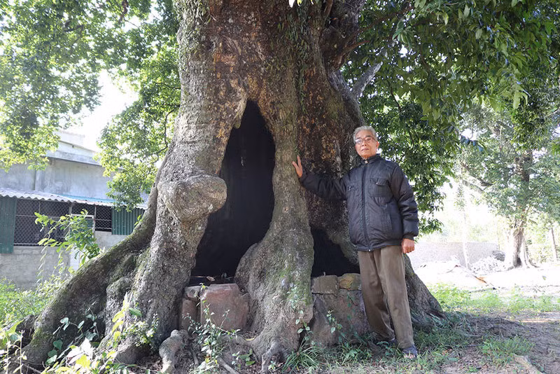 5 cay thi gan 700 tuoi linh thieng tra chuc ty khong ai ban-Hinh-2
