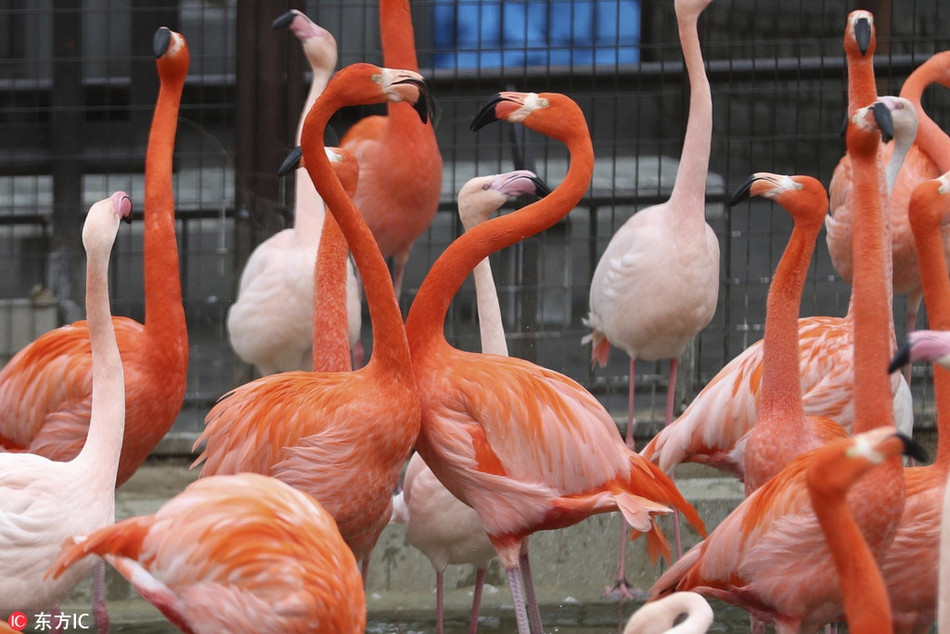 Chúng thậm chí còn đe dọa đối phương và tỏ thái độ sẵn sàng tham gia vào cuộc chiến một đấu một kịch tính.