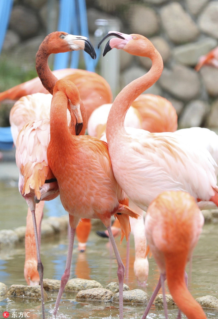 Chúng đi dạo nhàn nhã trong công viên, khoe dáng vóc nổi bật và thân hình tuyệt đẹp của mình.