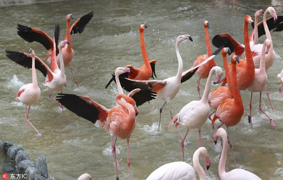 Theo thông tin đăng tải, mới đây, khi tiết trời chuyển sang mùa xuân, không khí ấm áp, vạn vật sinh sôi, những con chim hồng hạc ở vườn thú Kobe cũng tranh thủ tận hưởng khoảng thời gian tuyệt vời trong năm.