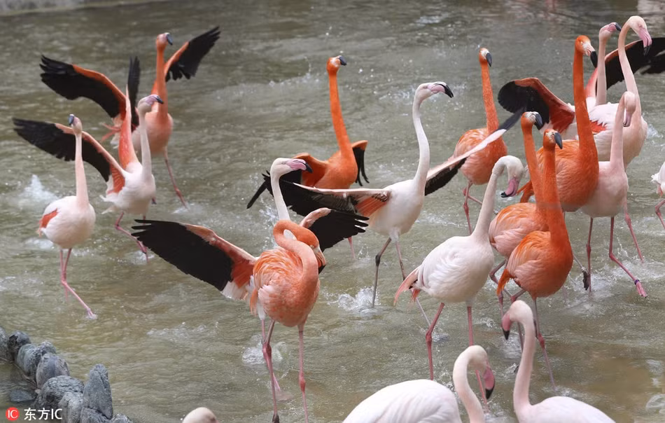 Theo thông tin đăng tải, mới đây, khi tiết trời chuyển sang mùa xuân, không khí ấm áp, vạn vật sinh sôi, những con chim hồng hạc ở vườn thú Kobe cũng tranh thủ tận hưởng khoảng thời gian tuyệt vời trong năm.