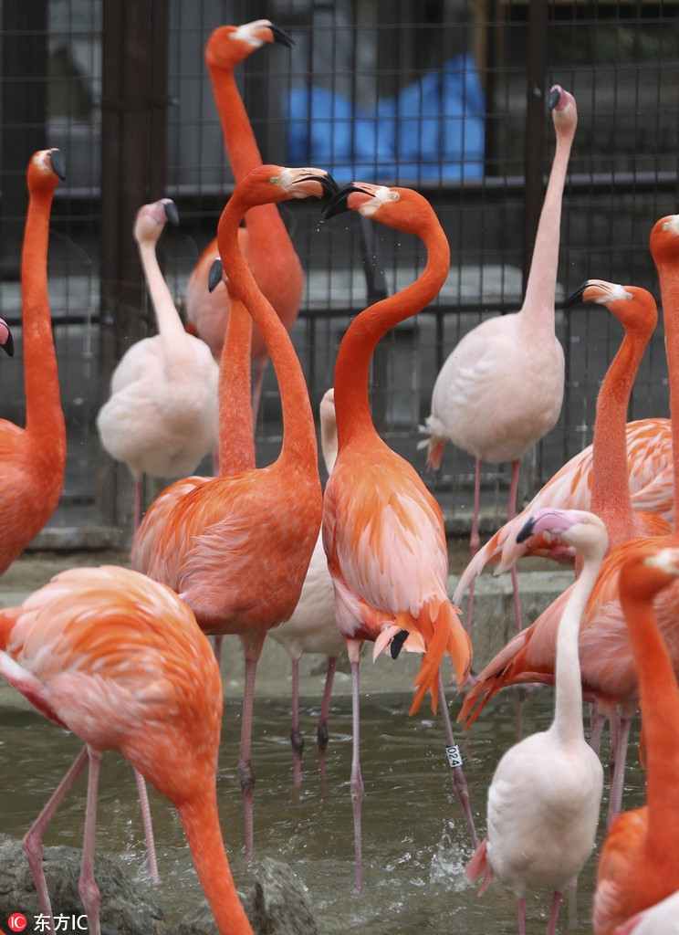 Tuy nhiên, không rõ lý do, càng gây hấn, hai con chim hồng hạc lại càng thích thú với đối phương hơn.