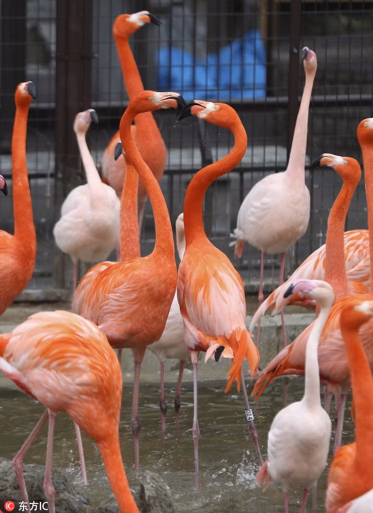 Tuy nhiên, không rõ lý do, càng gây hấn, hai con chim hồng hạc lại càng thích thú với đối phương hơn.