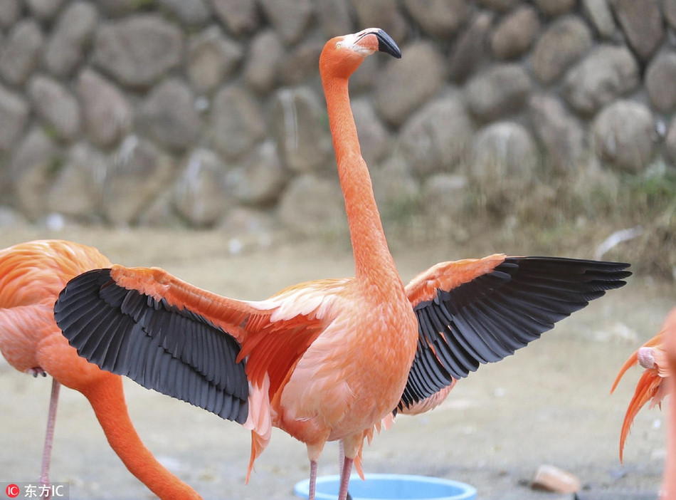 Chẳng ngờ, trong lúc thong dong đi dạo, có hai con hồng hạc xảy ra xung đột, va chạm với nhau. Khi va chạm, cả hai con chim hồng hạc đều rất kiêu ngạo, không ai chịu ai.