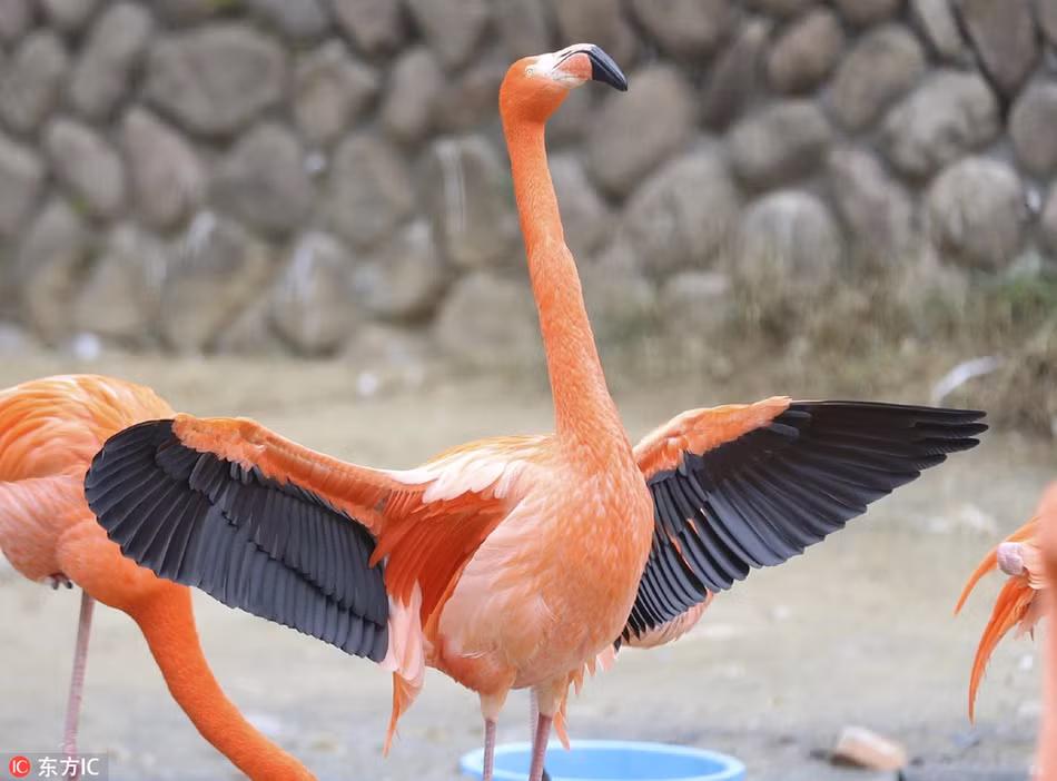 Chẳng ngờ, trong lúc thong dong đi dạo, có hai con hồng hạc xảy ra xung đột, va chạm với nhau. Khi va chạm, cả hai con chim hồng hạc đều rất kiêu ngạo, không ai chịu ai.