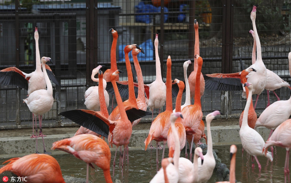 Cuối cùng, thay vì đánh nhau sứt đầu mẻ trán, hai con chim hồng hạc lại quấn quýt yêu thương nhau không rời.