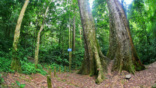 Vườn Quốc gia Cúc Phương, tỉnh Ninh Bình.