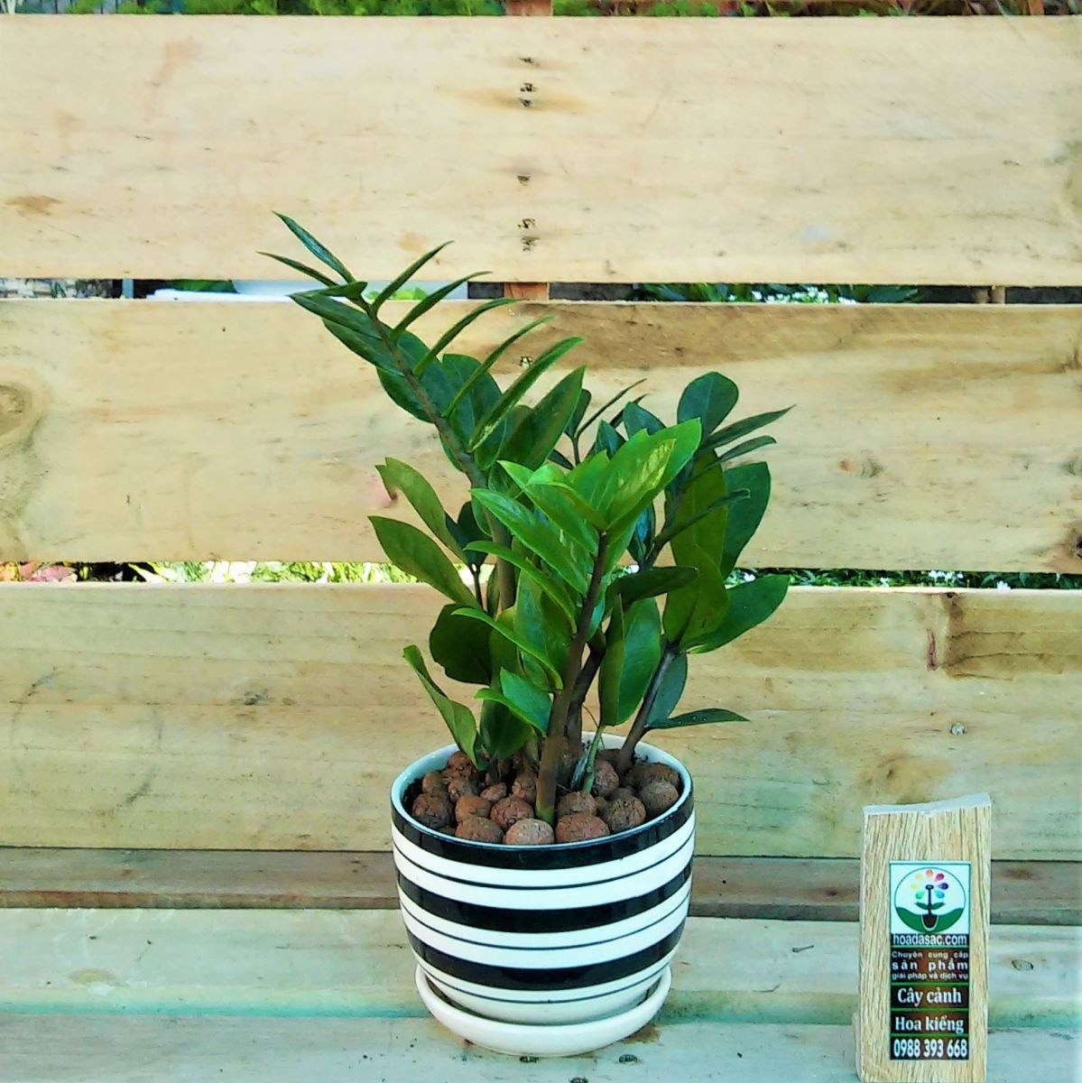 Cây kim tiền biểu trưng cho sự tăng trưởng và rất tốt cho đường tài lộc. Gia chủ nên đặt loài cây này ở khu vực phía đông nam của ngôi nhà, đó là góc phổ biến để kích hoạt may mắn tiền bạc.