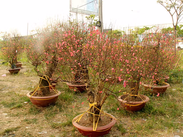 Anh Hào cho biết phải dùng tới 2 cái xe đầu kéo chuyển vào, đi mất 3 ngày 2 đêm vào tới TP.HCM, chi phí vận chuyển tốn vài chục triệu đồng.