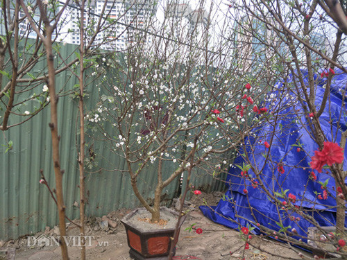Các cây bạch đào của anh Đức bung nở trắng xóa bên các cây đào Nhật Tân nở rực.
